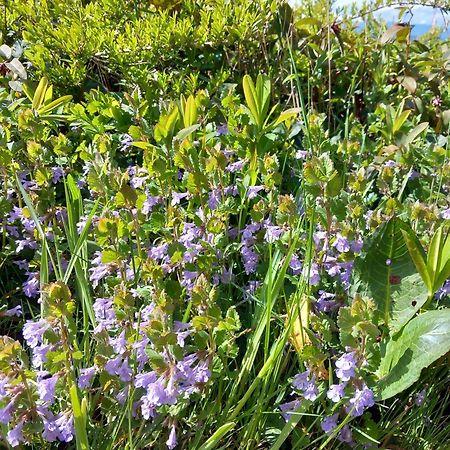 Romont Les Abeilles Bed & Breakfast エクステリア 写真